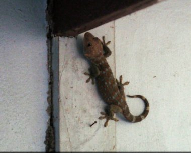 Gecko ahşap sütun duvar sürüngen hayvan