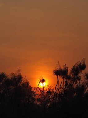 Günbatımı güneş gündoğumu güneşi bush siyah ağaç arka planda güzel doğa alanı arkasında yukarı çıkıyor