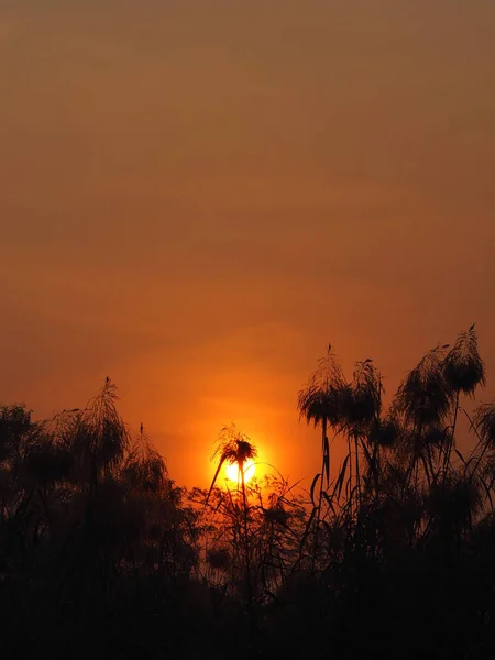 Sonnenuntergang Sonnenaufgang Sonne Auf Die Sonne Aufgeht Hinter Dem Busch — Stockfoto