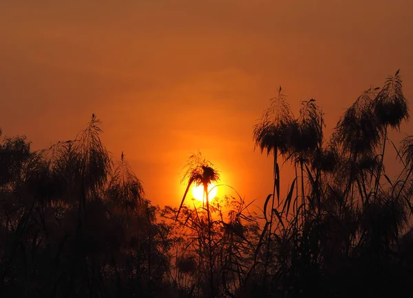 自然のフィールドで美しいブッシュの黒い木背景の背後にある日没日の出太陽太陽が上がってください — ストック写真