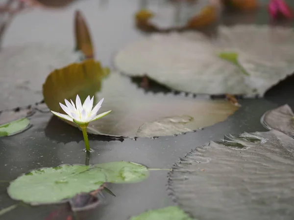 Weißes Lotusblatt Mit Scharfen Kerben Lotusbecken Nymphaea Lotus Nymphaeaceae Seerosenblüte — Stockfoto