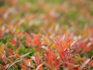 yaprakları kırmızı ve yeşil yaprak arka plan Çim