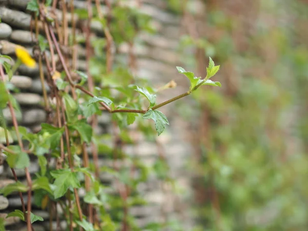 Ivy Pega Una Pared Piedra Balsa — Foto de Stock