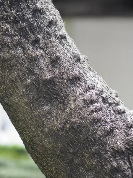 Trunk Big Tree Bark Rough Texture — Stock Photo, Image