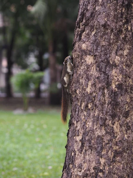 Squirrel sticks on a tree animal