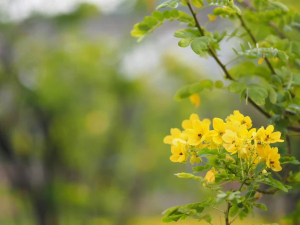 Gul Blombukett Park Utrymme För Skriva Bakgrund Natur Växt — Stockfoto