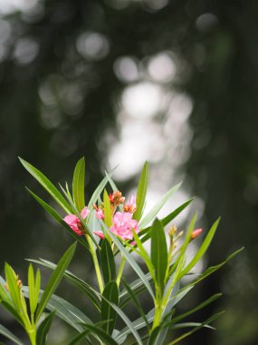 Pembe çiçek zakkum tatlı zakkum Rose Bay doğada güzel 