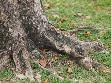 Gövde büyük ağaç kabuğu kaba doku 