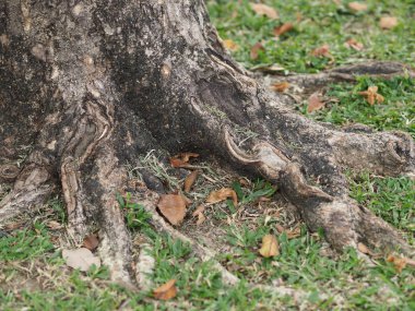 Gövde büyük ağaç kabuğu kaba doku 