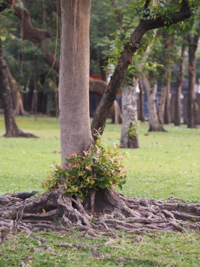 Gövde büyük ağaç kabuğu kaba doku 
