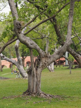 Gövde büyük ağaç kabuğu kaba doku 