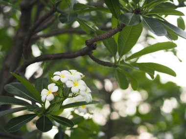 beyaz çiçek Singapur mezarlık çiçek Frangipani ağaç Plumeria