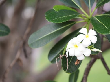 beyaz çiçek Singapur mezarlık çiçek Frangipani ağaç Plumeria