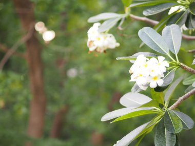 beyaz çiçek Singapur mezarlık çiçek Frangipani ağaç Plumeria