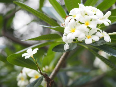beyaz çiçek Singapur mezarlık çiçek Frangipani ağaç Plumeria