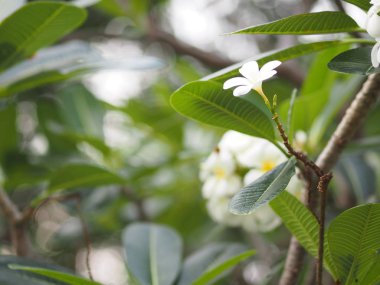 beyaz çiçek Singapur mezarlık çiçek Frangipani ağaç Plumeria