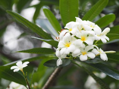 beyaz çiçek Singapur mezarlık çiçek Frangipani ağaç Plumeria