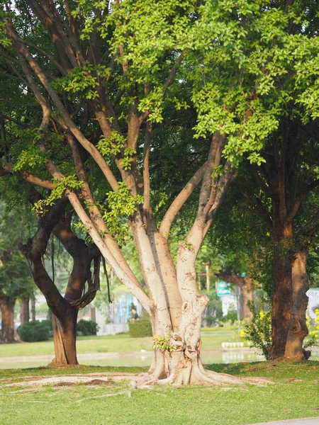 Tronco Grande Albero Corteccia Struttura Ruvida — Foto Stock