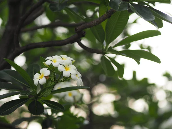 White Flower Singapore Graveyard Flower Frangipani Tree Plumeria — Stock Photo, Image