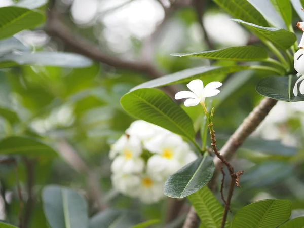 Weiße Blume Singapore Friedhof Blume Frangipani Baum Plumeria — Stockfoto