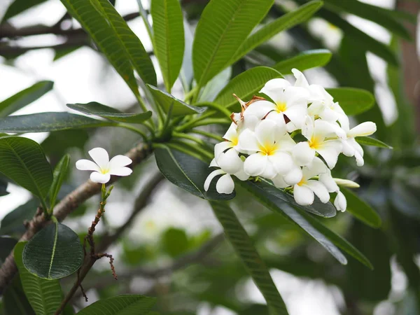 Biały Kwiat Singapuru Cmentarz Kwiat Frangipani Drzew Plumeria — Zdjęcie stockowe