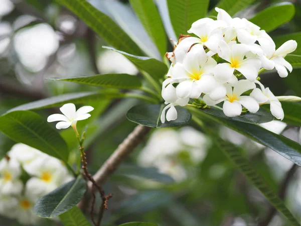 Vit Blomma Singapore Kyrkogård Blomma Frangipani Träd Plumeria — Stockfoto