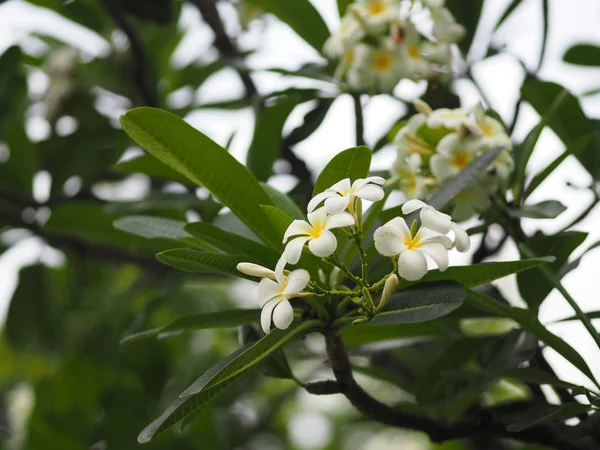 Fleur Blanche Singapour Fleur Cimetière Frangipani Plumeria — Photo