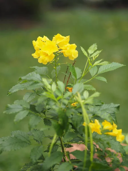Жовта Квітка Красива Природі — стокове фото