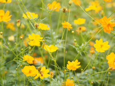 Sarı çiçek Meksika Aster Klondyke türü parlak ışık mantarı doğadaki güzel