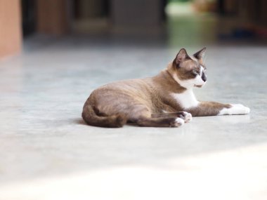 Çimento zemin evde beslenen hayvan hayvan üzerinde oturan kedi 