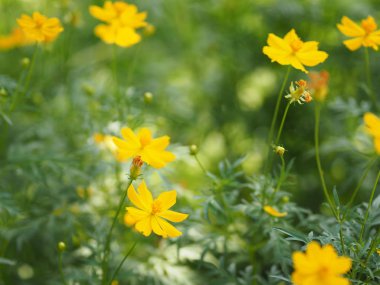Sarı çiçek Meksika Aster Klondyke türü parlak ışık mantarı doğadaki güzel