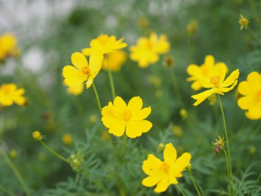 Sarı çiçek Meksika Aster Klondyke türü parlak ışık mantarı doğadaki güzel