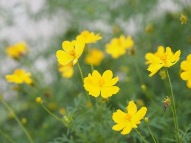Sarı çiçek Meksika Aster Klondyke türü parlak ışık mantarı doğadaki güzel