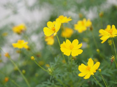 Sarı çiçek Meksika Aster Klondyke türü parlak ışık mantarı doğadaki güzel