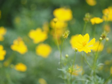 Sarı çiçek Meksika Aster Klondyke türü parlak ışık mantarı doğadaki güzel