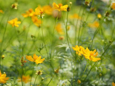 Sarı çiçek Meksika Aster Klondyke türü parlak ışık mantarı doğadaki güzel