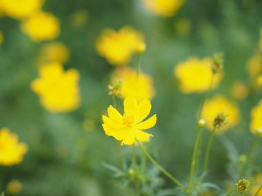 Sarı çiçek Meksika Aster Klondyke türü parlak ışık mantarı doğadaki güzel