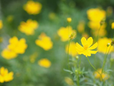 Sarı çiçek Meksika Aster Klondyke türü parlak ışık mantarı doğadaki güzel