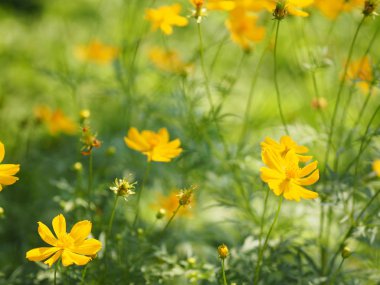 Sarı çiçek Meksika Aster Klondyke türü parlak ışık mantarı doğadaki güzel