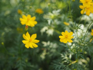 Sarı çiçek Meksika Aster Klondyke türü parlak ışık mantarı doğadaki güzel