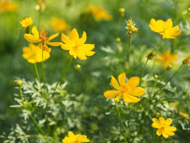Sarı çiçek Meksika Aster Klondyke türü parlak ışık mantarı doğadaki güzel