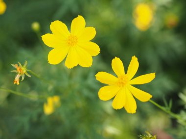 Sarı çiçek Meksika Aster Klondyke türü parlak ışık mantarı doğadaki güzel