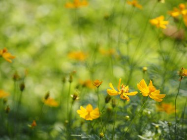 Sarı çiçek Meksika Aster Klondyke türü parlak ışık mantarı doğadaki güzel