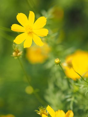 Sarı çiçek Meksika Aster Klondyke türü parlak ışık mantarı doğadaki güzel