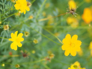 Sarı çiçek Meksika Aster Klondyke türü parlak ışık mantarı doğadaki güzel