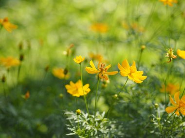 Sarı çiçek Meksika Aster Klondyke türü parlak ışık mantarı doğadaki güzel