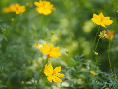 Sarı çiçek Meksika Aster Klondyke türü parlak ışık mantarı doğadaki güzel