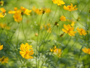 Sarı çiçek Meksika Aster Klondyke türü parlak ışık mantarı doğadaki güzel