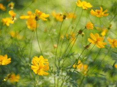 Sarı çiçek Meksika Aster Klondyke türü parlak ışık mantarı doğadaki güzel