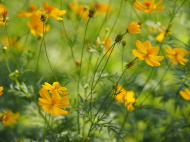Sarı çiçek Meksika Aster Klondyke türü parlak ışık mantarı doğadaki güzel